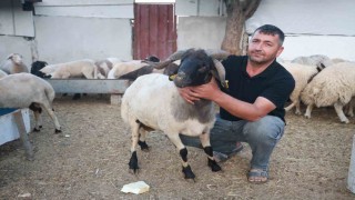 Sürüdeki 200 hayvan arasından 3 boynuzuyla ön plana çıkan ‘ahırın süsü ilgi odağı oldu