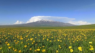 Sütey Yaylası bahar çiçekleriyle renklendi