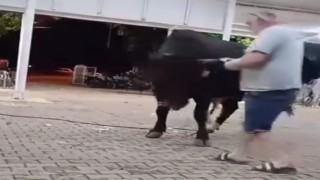 Tanıtımı yapılan boğaya para atarken boynuz darbesiyle yaralandı