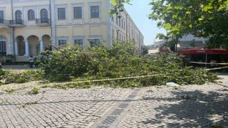 Tarihi Kemeraltı Çarşısı girişindeki dev çınar devrildi