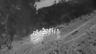 Tekirdağda kaybolan 27 küçükbaş termal dronla bulundu