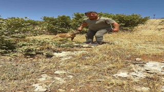 Tel örgülere takılan dağ keçisi kurtarıldı