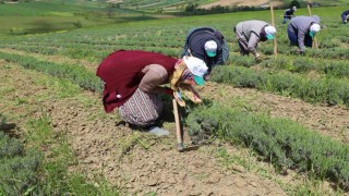 Tıbbi ve aromatik bitkilerin bahar temizliği yapılıyor
