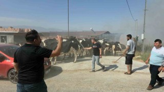 Tirede makilik alandaki yangın köye sıçradı, bazı evler ve damlar küle döndü