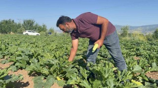 Tokatta meyveleri don vurdu, çiftçi ilk mahsulü öşür niyetine dağıttı