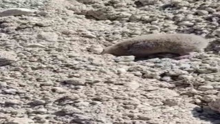 Toprağı eşeleyip ortadan kayboldu