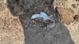 Trafoya kuş çarptı, alevler kısa sürede söndürüldü