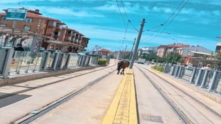 Tramvay rayları üzerindeki başı boş at şaşırttı