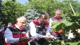 Türkiyede kahverengi kokarcaya karşı 1 milyondan fazla samuray arısı salınımı yapılacak