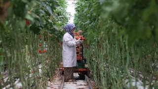 Türkiyenin jeotermal sera alanı yüzde bin 500 büyüyebilir