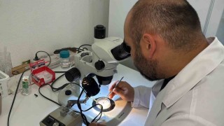 Türkiyenin kene faunası değişiyor; yeni türler takip altında