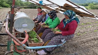 Tütün fideleri toprakla buluşmaya başladı