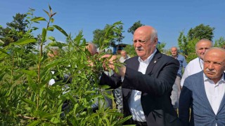 TZOB Genel Başkanı Bayraktar, Karabükte zirai dondan etkilenen tarlaları inceledi