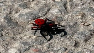 Uğur böceği görünümlü böcek, sandığınız kadar masum değil