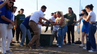 Uydu cihazı takılan kaplumbağa Atlas denize bırakıldı