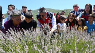 Vali Yılmaz, Çocuklarla Lavanta Hasadı Yaptı