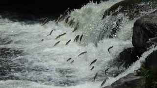 Van Gölünün eşsiz canlısı inci kefalinin muhteşem göçü devam ediyor