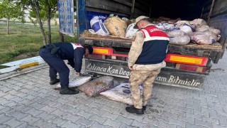 Vanda 19 ton 200 kilo inci kefali balığı ele geçirildi