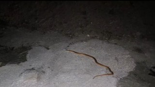 Vanda aracın motoruna giren yılanı DKMP ve itfaiye ekipleri çıkardı