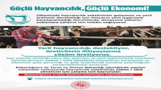 Yabancı çobanlar için çalışma izni başvuruları başladı