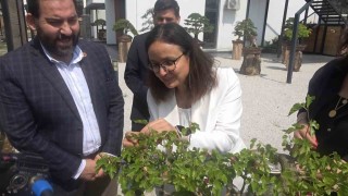 Yalova Bonsai Müzesinde dut hasadı