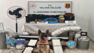 Yalovada evini uyuşturucu serasına çeviren zanlı yakalandı