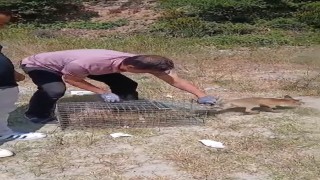 Yalovada şehre inen tilki yakalanarak doğaya bırakıldı