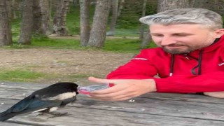 Yavru kargaya bardakla su verdiler, elleriyle beslediler