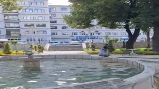 Yavru kargayı kurtarmak istedi, diğer karganın saldırısıyla hastanelik oldu