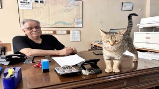 Yavrularını ağzıyla ofise taşıyan anne kedi yürekleri ısıttı