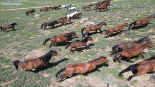 Yayladan aşağı inen yılkı atları dron ile görüntülendi