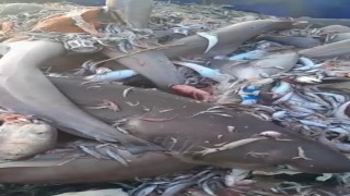 Yer yine Mersin: Bu kez 8 köpekbalığı ağlara takıldı