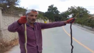 Yılanları elleriyle yakaladı