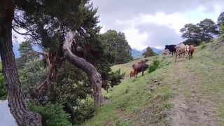 Yıldırım çarpan ağaç yıkılıp ağılın üzerine düştü, hayvanlar telef olmaktan son anda kurtuldu