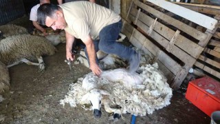 Yozgatta koyun kırkma mesaisi başladı