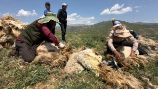 Yüksekovada koyun kırkma mesaisi başladı