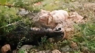 Yüksekovada sürünün üzerine yıldırım düştü: 8 koyun telef oldu, çoban yaralandı