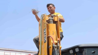 Yuva bozulmasın diye kepçesine kontak vurmayan operatörün yüzü 27 gün sonra kumru yavrularının uçup gitmesiyle güldü