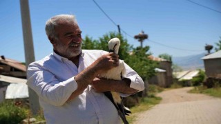 Yuvadan düşen leylek yavrusu koruma altına alındı