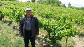 Zirai donun vurduğu tescilli köhnü üzümünde umutlar yapraklarda