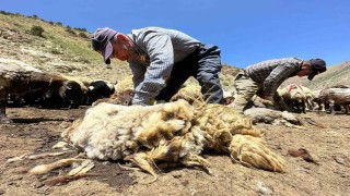 1 yılda büyüyen yünler, 3 dakika kırkılıyor