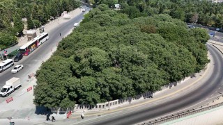 148 sene öncenin Ömer Halis Demiri: Çerkes Hasan Efendinin mezarına büyük vefasızlık