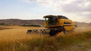 2.5 milyon dekar alanda ekildi, 800 bin ton ürün bekleniyor