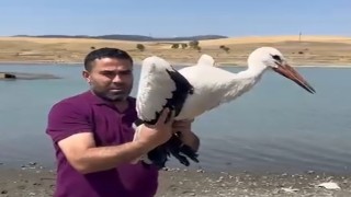 3 ay önce yaralı teslim alınan leylek sağlığına kavuştu, doğaya bırakıldı