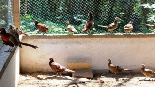 3 yılda 20 bin sülün doğaya salındı