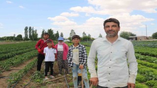 40 dereceyi bulan sıcaklarda mevsimlik işçilerin mücadelesi