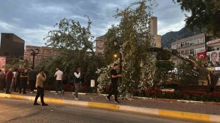 457 yıllık anıt ağacı Akkavak kökünden devrildi, facianın eşiğinden dönüldü