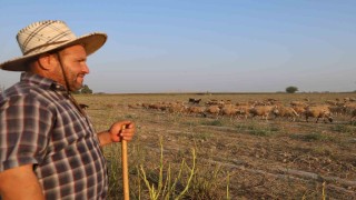 50 derece sıcakta hayvan otlatıyorlar