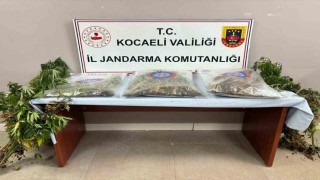 556 kök kenevir ve 5 kilo skunk ele geçirildi: 2 şüpheli tutuklandı