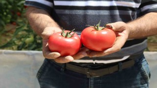 70 derecede Türkiyenin en lezzetli domatesleri Eskişehirde yetişiyor